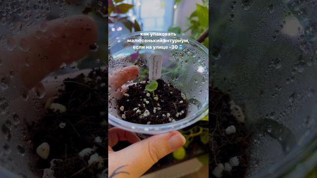 Упаковка растений в мороз 🌿 #растениядома #комнатныерастения #антуриум #растения
