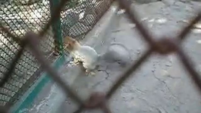 Белка из индустриального парка г.Барнаул!!!!! смотреть онлайн