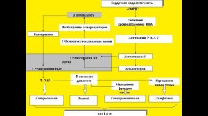 Патофизиология водно-электролитного обмена. Часть 2
