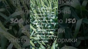 Итоги уборки 2021 года озимой пшеницы сорт Гром сорт Таня сорт Собер-баш