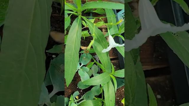 Mexican petunia ruelia propagacion facil en 7 dias смотреть онлайн