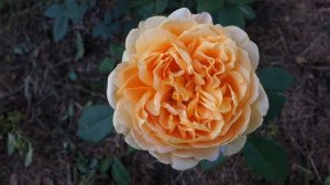 Роза Голден Селебрейшен. Розы Остина.