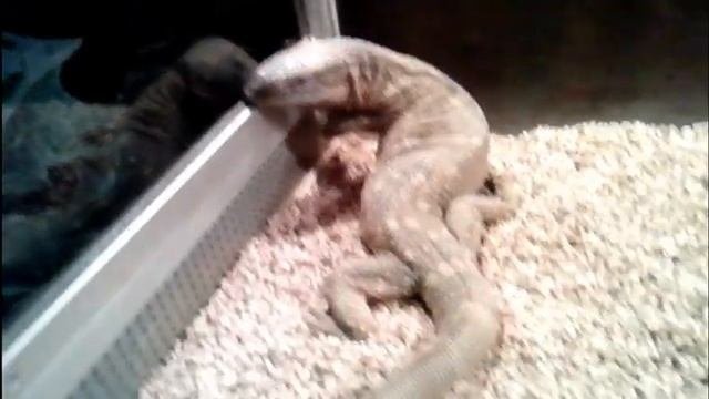 тропические животные-tropical Animals