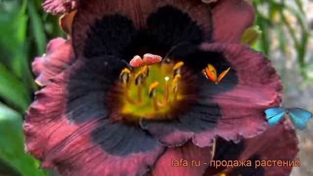 Лилейник гибридный Вупи (hemerocallis) ? лилейник Вупи обзор: как сажать рассада лилейника Вупи смотреть онлайн