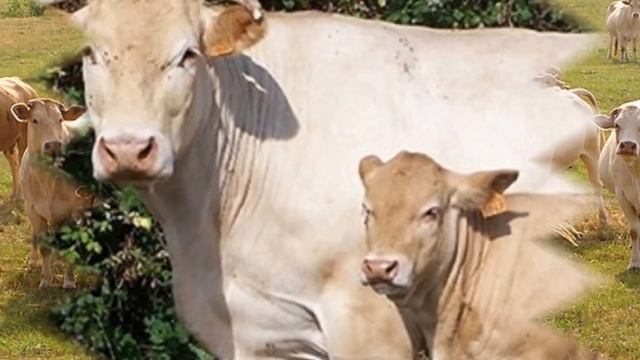 Аквитанская светлая и Аулиекольская мясные породы коров | КРС | Содержание и разведение коров