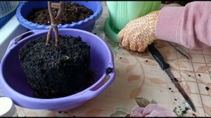 ФИКУС БЕНДЖАМИНА НАТАША. ПЕРЕСАДКА И УХОД.