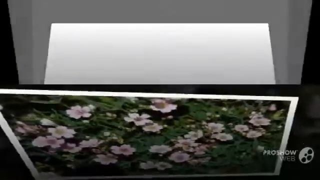 Цветы Гипсофила (Gypsophila flower)
