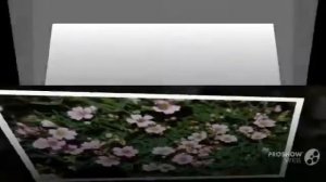 Цветы Гипсофила (Gypsophila flower)