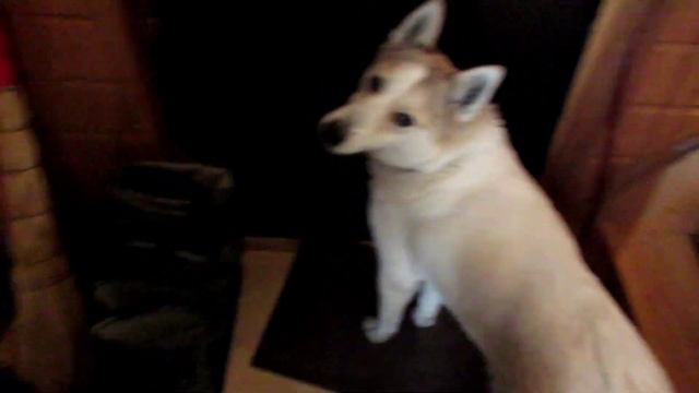 А так ласковая собака смотреть онлайн