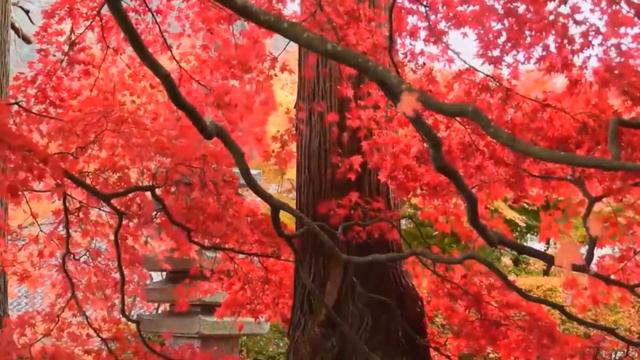 Nice, soothing music. Violin. For relaxation and reading. Background music. Nature.