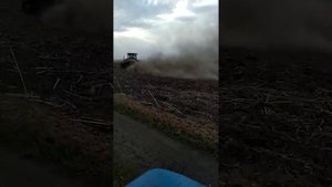 Лущение подсолнуха