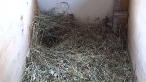 Мясные породы кроликов — Бургундские кролики вольерное содержание