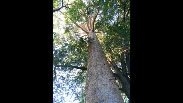 Plant ID: Kauri Pine (Agathis australis) смотреть онлайн
