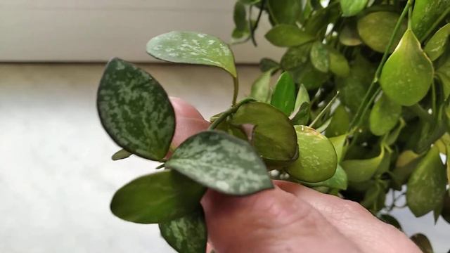 Хойя ir-26 смотреть онлайн