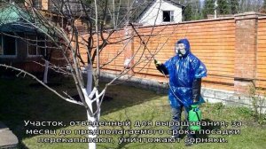 Слива Аленушка