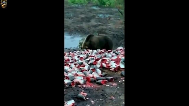 Неожиданная рыбалка/Приколы на рыбалке 2021/Смешные случаи на рыбалке/Необычные случаи на рыбалке/ смотреть онлайн