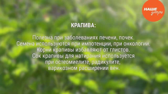 Крапива трава смотреть онлайн