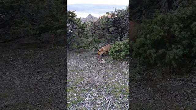 В Крыму Лисиц кормят Как в зоопарке смотреть онлайн