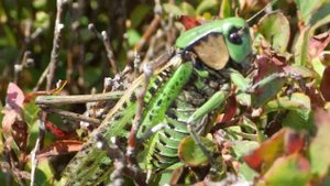 Цвіркун Pentax wg-3 gps