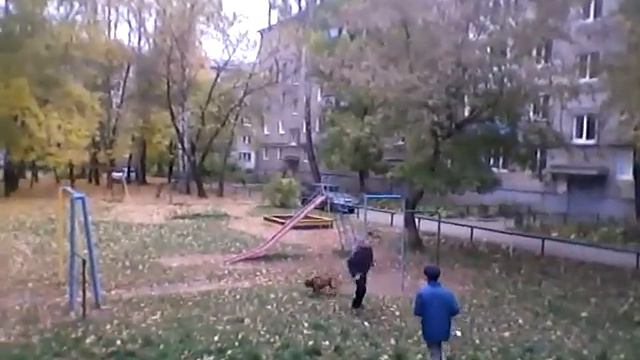 ВлоГ:Собака боксёр!? смотреть онлайн