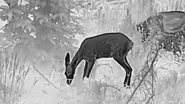 Rehwild durch Hikmicro Lynx LH25 смотреть онлайн