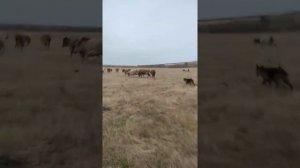 Работа немецкой овчарки