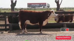 откормленный бык мясной породы (Симментал)