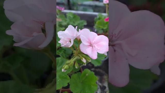 Пеларгонія PAC Salmon Princess смотреть онлайн