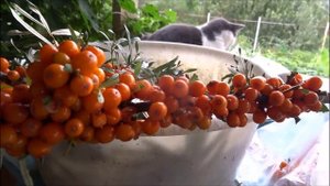 Отличный способ сбора ягод облепихи!