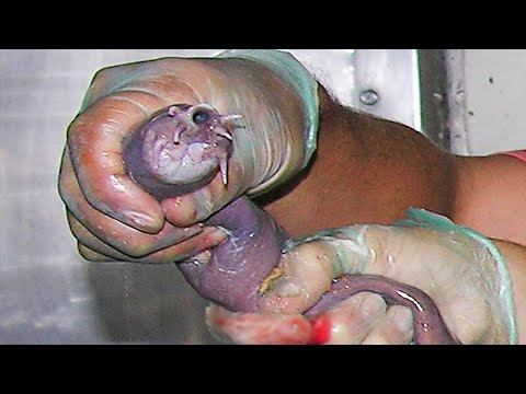 Самые Жуткие Черви, Которые Живут в Человеческом Теле