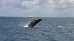 Humpback Whale (Megaptera novaeangliae) jumping