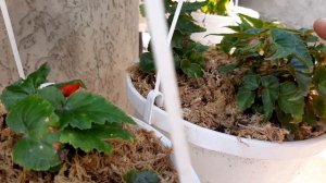 Как цветут мои бегонии. Из семян,клубневые и ампельные! #бегонии,#цветениебегоний.