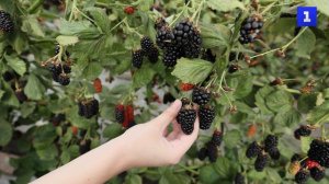 Труженики ЛНР производят ежевику, которая растёт круглый год