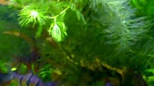 #Aquarium. Пельвикахромис и юлидохромис в одном аквариуме.