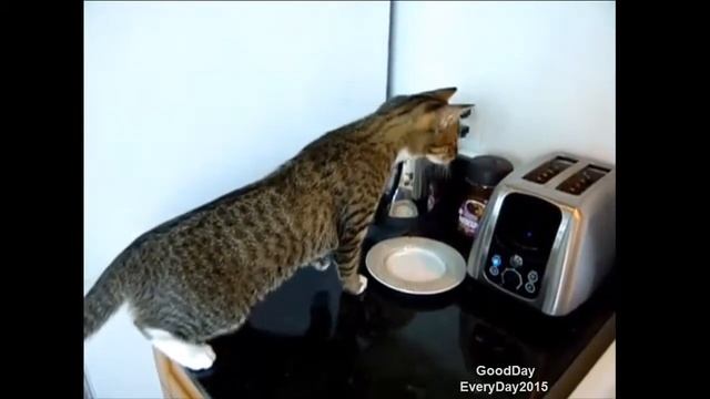 Кот против тостера смотреть онлайн