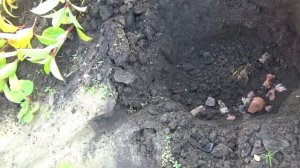 Гортензия метельчатая Фантом . ВПЛ.