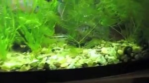 Бои без правил цихлазома элиота