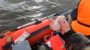 Мотор Seanovo Enduro 9.9 (20). Ловля корюшки и камбалы. Рыбалка на Белом море.