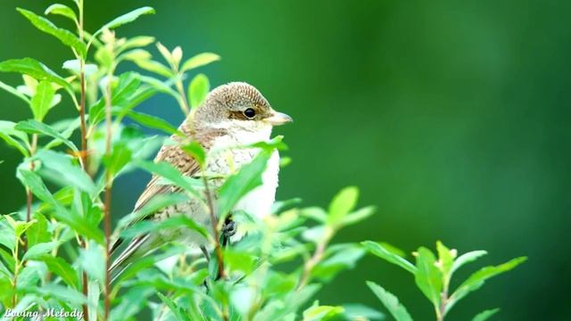ЭТУ МУЗЫКУ МОЖНО СЛУШАТЬ ВЕЧНО? Нежная музыка успокаивает нервную систему и радует смотреть онлайн