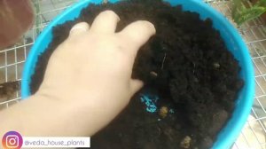 Грунт для Кактусов и Суккулентов - обзор грунта торговой марки "Агрикола"