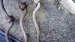 Фиат пунто Мк2 188 Стабилизатор поперечной устойчивости передней