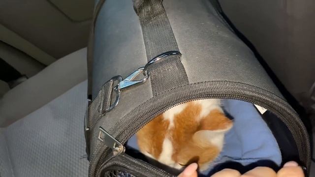 Снупи заболел. Палантин довязала. смотреть онлайн