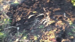 Дайкон и Корень петрушки собираем урожай в ноябре | Скорняковы