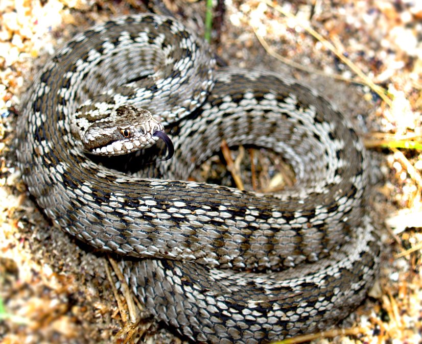 змеи России 2.Опасные и не очень. смотреть онлайн