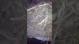 Содержание вьетнамских поросят зимой