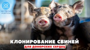 Ученые в Германии будут клонировать свиней для донорских сердец