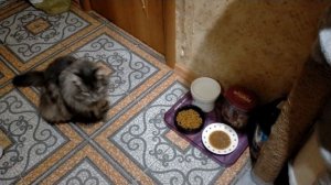 КАК НАШИ КОТЫ ОТНОСЯТСЯ / РЕАГИРУЮТ НА ЭУБЛЕФАРА