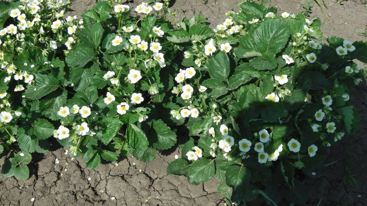 ЯГОД БУДЕТ МОРЕ , ЕСЛИ ПРИ ПОСАДКЕ КЛУБНИКИ ДОБАВИТЬ ЭТИ УДОБРЕНИЯ . КАК ПОСАДИТЬ КЛУБНИКУ ВЕСНОЙ смотреть онлайн