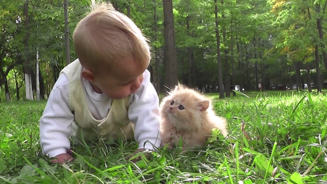 Кошка беспородная песня слушать