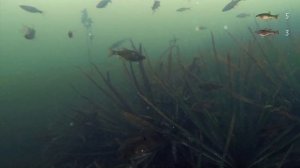 ЗИМНЯЯ РЫБАЛКА на ротана и гольяна. ВЗГЛЯД ИЗ-ПОДО ЛЬДА! Подлёдные наблюдения